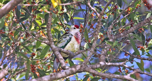 Many-colored fruit-dove (Ptilinopus perousii)